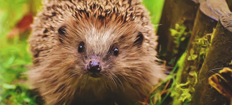 Charming hedgehog exploring vibrant garden surroundings.