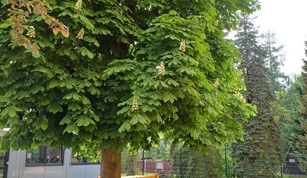Neue Sitzbänke im Grünen Klassenzimmer Neue Sitzbänke im Grünen Klassenzimmer